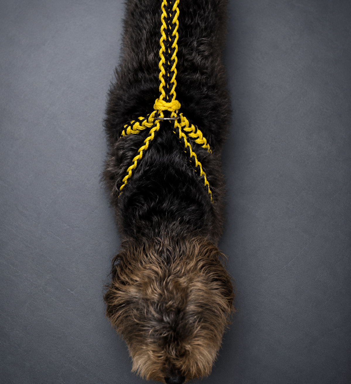 Easy fit dog harness
