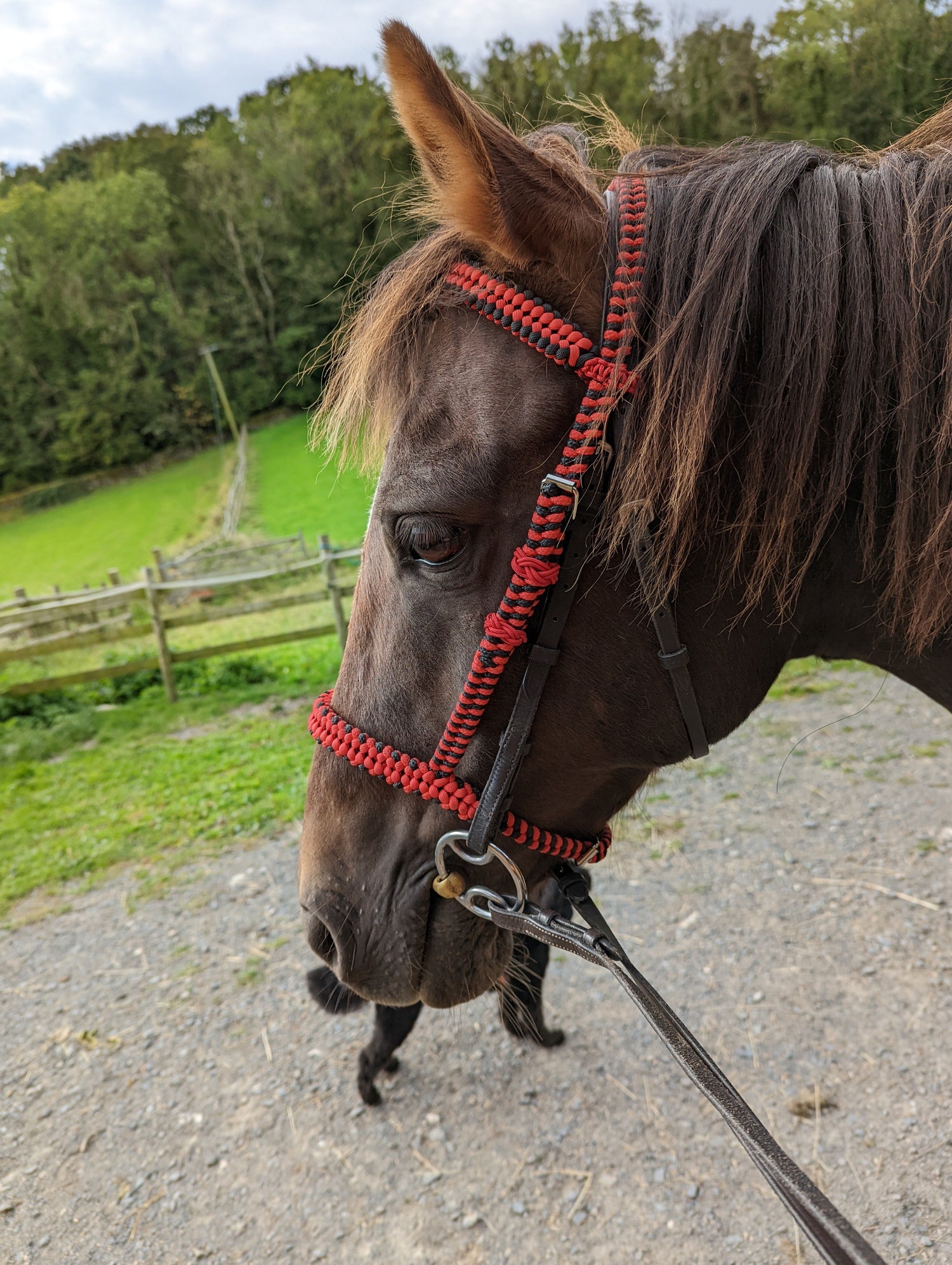 Animal Collars/Reins