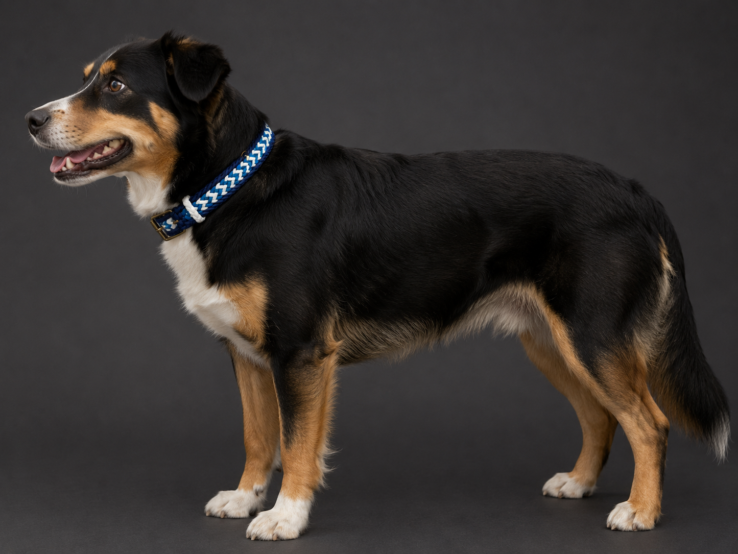 1.5” wide 19” long Light & Dark Blue, with white Crown Tail Paracord Adjustable Dog Collar.